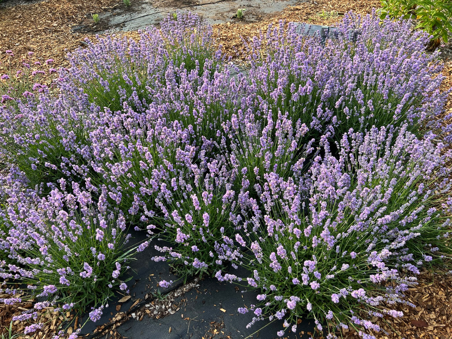 On Farm Photographer Pass
